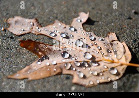 Hambourg, Allemagne. 08th octobre 2022. Des gouttes de pluie ont été recueillies sur une feuille qui se trouve au soleil, sur un sentier. Credit: Jonas Walzberg/dpa/Alay Live News Banque D'Images