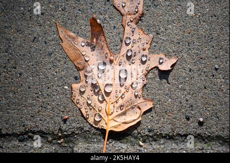 Hambourg, Allemagne. 08th octobre 2022. Des gouttes de pluie ont été recueillies sur une feuille qui se trouve au soleil, sur un sentier. Credit: Jonas Walzberg/dpa/Alay Live News Banque D'Images