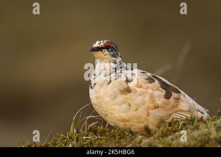 Ptarmigan, Islande Banque D'Images