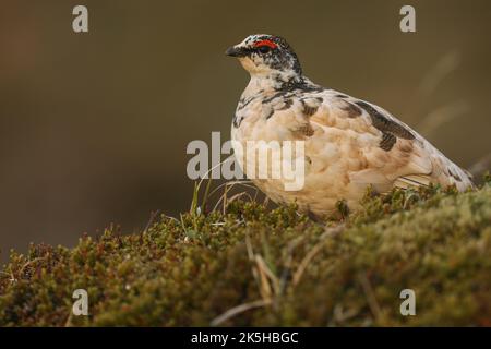 Ptarmigan, Islande Banque D'Images