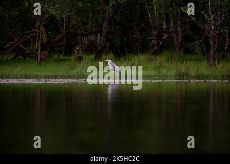 Gray Heron se tenait sur une rive herbeuse à côté d'un lac. Un héron pêchant dans la haute herbe d'une zone humide, son reflet dans l'eau. Loch Lomond, Royaume-Uni. Banque D'Images