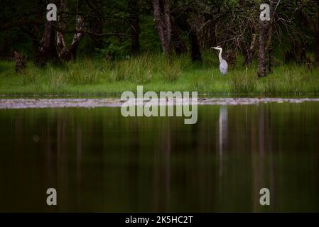 Gray Heron se tenait sur une rive herbeuse à côté d'un lac. Un héron pêchant dans la haute herbe d'une zone humide, son reflet dans l'eau. Loch Lomond, Royaume-Uni. Banque D'Images