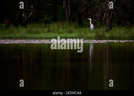 Gray Heron se tenait sur une rive herbeuse à côté d'un lac. Un héron pêchant dans la haute herbe d'une zone humide, son reflet dans l'eau. Loch Lomond, Royaume-Uni. Banque D'Images