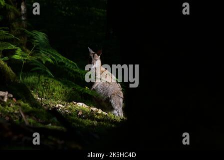 Wallaby à col rouge sur l'île d'Inchconnachan, Loch Lomond et le parc national des Trossachs, Écosse, Royaume-Uni. Wallabies en Écosse, Bennetts Wallaby, bois. Banque D'Images