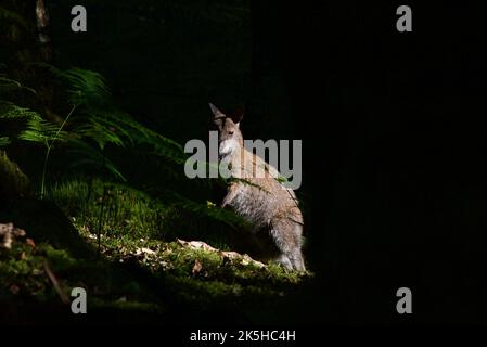 Wallaby à col rouge sur l'île d'Inchconnachan, Loch Lomond et le parc national des Trossachs, Écosse, Royaume-Uni. Wallabies en Écosse, Bennetts Wallaby, bois. Banque D'Images