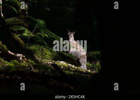 Wallaby à col rouge se cachant derrière des arbres dans une forêt sur l'île d'Inchconnachan, Loch Lomond, Écosse, Royaume-Uni. Wallabies en Écosse, Bennetts Wallaby. Banque D'Images