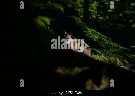 Wallaby à col rouge se cachant derrière des arbres dans une forêt sur l'île d'Inchconnachan, Loch Lomond, Écosse, Royaume-Uni. Wallabies en Écosse, Bennetts Wallaby. Banque D'Images