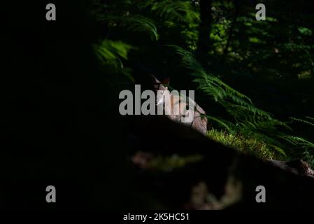 Wallaby à col rouge se cachant derrière des arbres dans une forêt sur l'île d'Inchconnachan, Loch Lomond, Écosse, Royaume-Uni. Wallabies en Écosse, Bennetts Wallaby. Banque D'Images