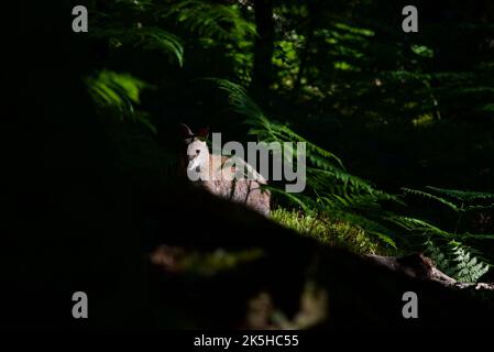 Wallaby à col rouge sur l'île d'Inchconnachan, Loch Lomond et le parc national des Trossachs, Écosse, Royaume-Uni. Wallabies en Écosse, Bennetts Wallaby, bois. Banque D'Images