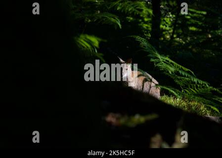 Wallaby à col rouge sur l'île d'Inchconnachan, Loch Lomond et le parc national des Trossachs, Écosse, Royaume-Uni. Wallabies en Écosse, Bennetts Wallaby, bois. Banque D'Images