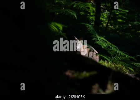 Wallaby à col rouge sur l'île d'Inchconnachan, Loch Lomond et le parc national des Trossachs, Écosse, Royaume-Uni. Wallabies en Écosse, Bennetts Wallaby, bois. Banque D'Images