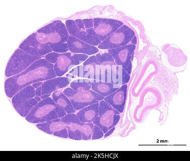 Micrographe microscope à lumière faible puissance montrant un jeune thymus. L'organisation en lobules est clairement vu. Dans chaque lobule, l'app cortex périphérique Banque D'Images