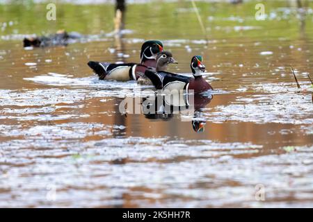 Canards de bois mâles et femelles au printemps dans le sud-ouest de l'Ontario, au Canada. Banque D'Images