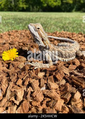 Un cliché vertical d'un dragon barbu qui se couche au soleil à l'extérieur Banque D'Images