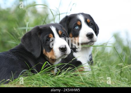 Chiots du Grand chien de montagne suisse dans le jardin Banque D'Images