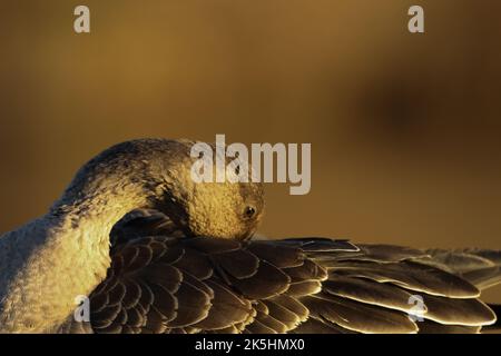 La toundra Bean Goose, Anser serrirostris, Apex Park Burnham-on-Sea Banque D'Images