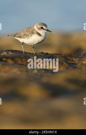 Plumage hivernal au pluvier kentish, Charadrius alexandrinus, Chypre Banque D'Images