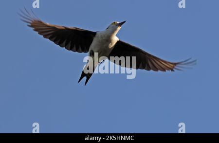 Pic blanc (Melanerpes candidus) adulte en vol Mato Grosso, Brésil Juillet Banque D'Images