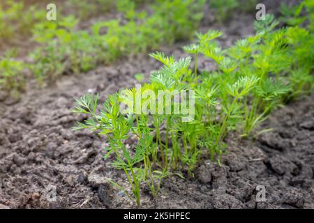 Jeunes pousses de carottes poussant dans le sol, jeunes pousses de carottes en plein air. Banque D'Images