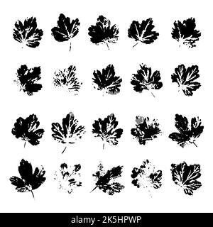 Les feuilles de groseilles à maquereau laissent des imprimés noirs isolés sur du blanc. Jeu de tampons encreurs de feuillage. Éléments de conception de plantes en perles à main pour la décoration de tissus, papier d'emballage Illustration de Vecteur