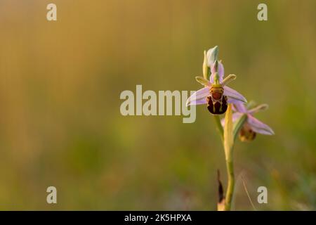 Orchidée d'abeille, Ophrys apifera, Rodbrough Common Banque D'Images