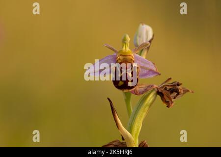 Orchidée d'abeille, Ophrys apifera, Rodbrough Common Banque D'Images