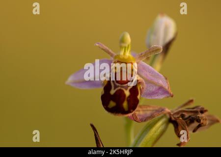 Orchidée d'abeille, Ophrys apifera, Rodbrough Common Banque D'Images