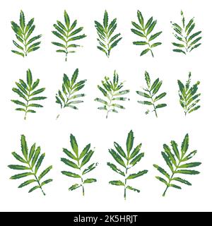 Les feuilles de marigold vert sont imprimées isolées sur du blanc. Jeu de timbres de feuillage. Véritables éléments de conception de plantes en perles à main pour la décoration de tissus, papier d'emballage Illustration de Vecteur