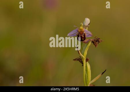 Orchidée d'abeille, Ophrys apifera, Rodbrough Common Banque D'Images