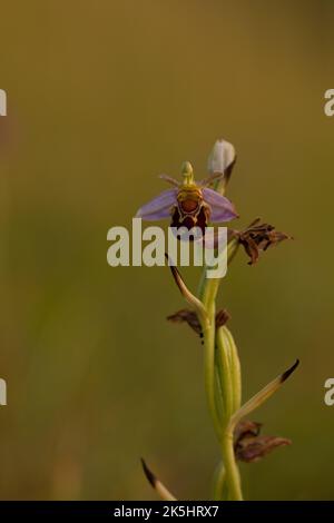 Orchidée d'abeille, Ophrys apifera, Rodbrough Common Banque D'Images