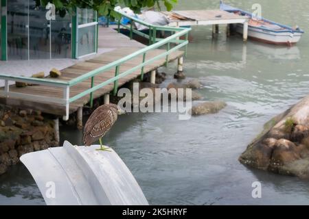 Héron de nuit couronné noir à Florianopolis, Brésil Banque D'Images
