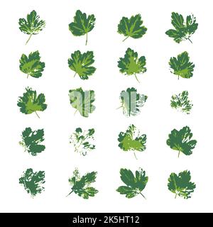 Feuilles de groseilles à maquereau vertes imprimées isolées sur du blanc. Jeu de timbres de feuillage. Véritables éléments de conception de plantes en perles à main pour la décoration de tissus, l'emballage de la bande Illustration de Vecteur