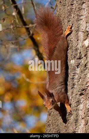 Écureuil rouge eurasien sur un arbre (Sciurus vulgaris) Banque D'Images