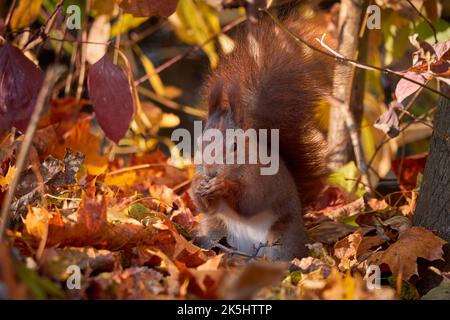 Écureuil rouge eurasien au sol avec feuilles d'automne (Sciurus vulgaris) Banque D'Images