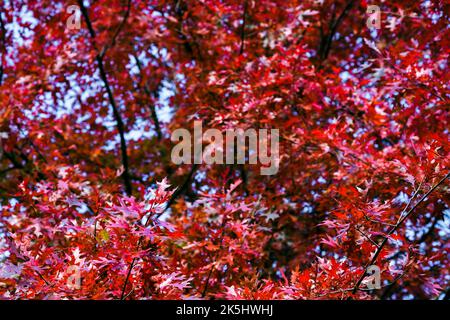 Belle forêt d'automne chêne rouge avec des feuilles rouges et orange pendant la saison d'automne Banque D'Images