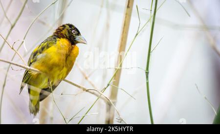 Un adorable tisserand de Speke (Ploceus spekei) perché sur une branche Banque D'Images