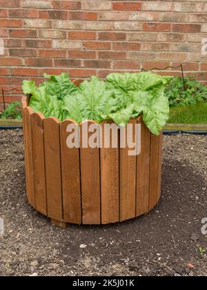 De plus en plus à l'intérieur de la rhubarbe précoce Timperley enceinte circulaire qui fournit une protection contre le vent et partielle, forçage potager domestique, UK Banque D'Images