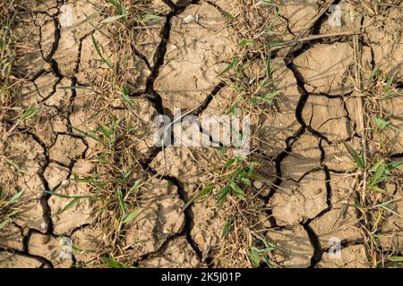 Fissures dans le sol argileux entre les rangées de cultures dans le champ agricole pendant le temps sec, Leicestershire, Angleterre, Royaume-Uni Banque D'Images