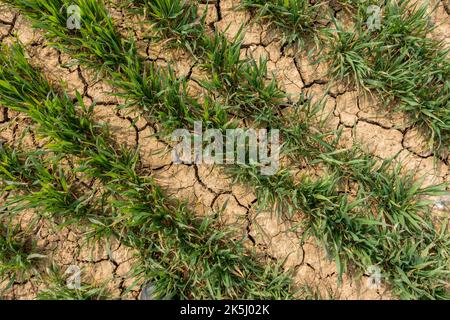 Fissures dans le sol argileux entre les rangées de cultures dans le champ agricole pendant le temps sec, Leicestershire, Angleterre, Royaume-Uni Banque D'Images