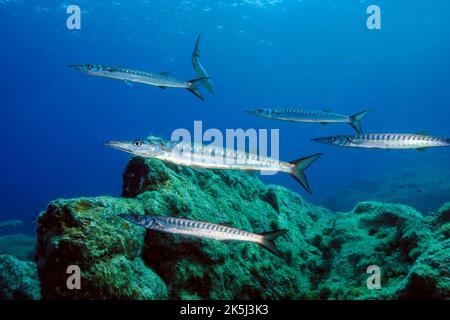 Petite école de barracuda européenne (Sphyraena sphyraena) dans la zone marine protégée Marina Protetta Isola dell Asinara, Mer méditerranée, Asinara Banque D'Images