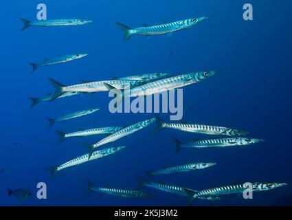 Petite école de barracuda européenne (Sphyraena sphyraena) dans la zone marine protégée Reserva Marina del Freu de sa Dragonera, mer Méditerranée Banque D'Images