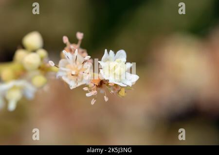 Gros plan (Dmocarpus longane) d'une plante fruitière en fleurs Banque D'Images