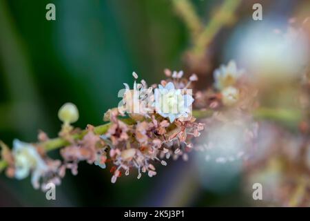 Gros plan (Dmocarpus longane) d'une plante fruitière en fleurs Banque D'Images