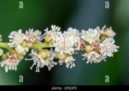 Gros plan (Dmocarpus longane) d'une plante fruitière en fleurs Banque D'Images