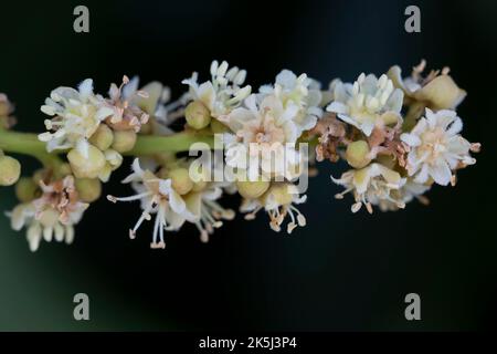 Gros plan (Dmocarpus longane) d'une plante fruitière en fleurs Banque D'Images