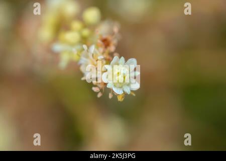 Gros plan (Dmocarpus longane) d'une plante fruitière en fleurs Banque D'Images