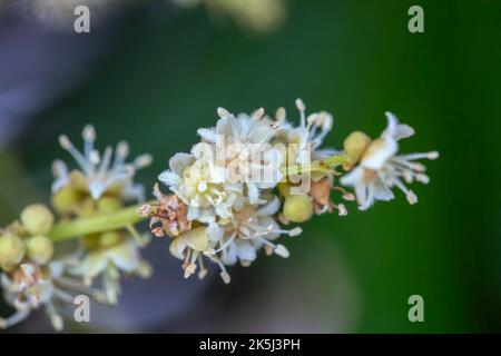 Gros plan (Dmocarpus longane) d'une plante fruitière en fleurs Banque D'Images