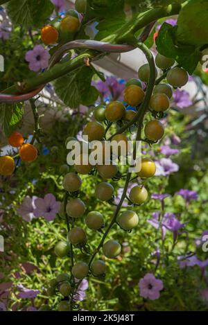 Tomates vertes sur une brousse, Bavière, Allemagne Banque D'Images