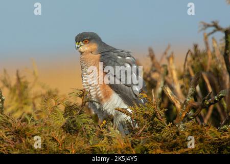 Sparrowhawk assis sur la haie de jardin devant le ciel bleu à gauche Banque D'Images