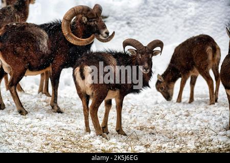 Mouflons européens (Ovis gmelini musimon) avec agneau, cerf mouflon dans la neige, scène de nourrissage, Parc naturel de Neuhaus en hiver, Neuhaus im Solling Banque D'Images